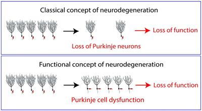 Viewpoint: spinocerebellar ataxias as diseases of Purkinje cell dysfunction rather than Purkinje cell loss